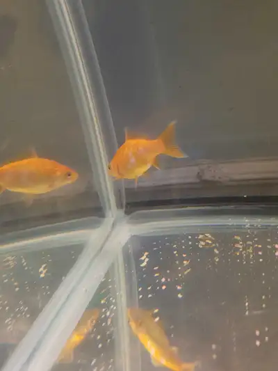 free goldfish, View more