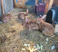 Purebred pedigreed Flemish giant rabbits 