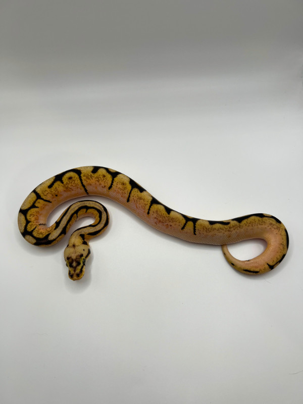 Envious Exotics 2024 Availability: March Sale :D in Reptiles & Amphibians for Rehoming in Winnipeg - Image 2