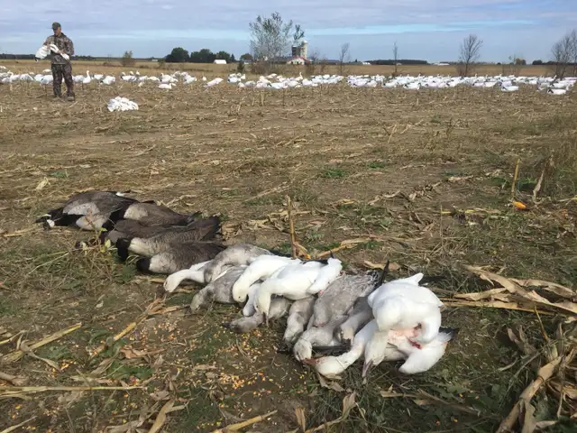 Fall Snow Goose Hunts421186770316175367