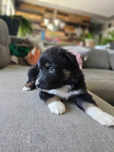 Australian Shepherd Puppies, View more