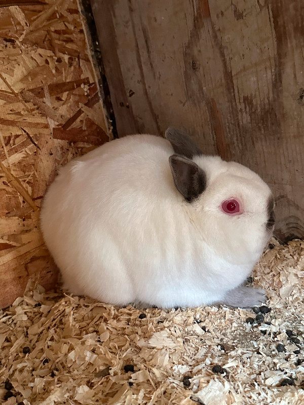 Dwarf Rabbits in Small Animals for Rehoming in Calgary