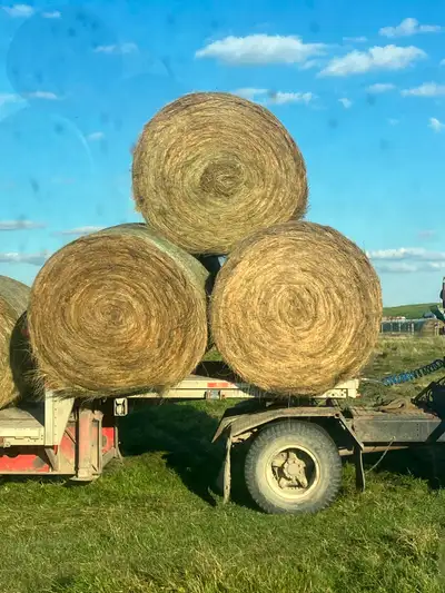 300 hay bales. 1450 average weight. 68 inch bales two wraps of net. Alfalfa/brome crested wheat. Goo...