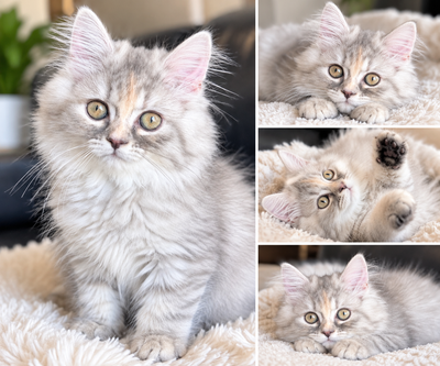 Persian Kitten, View more