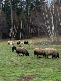 Shetland ewes and ewe lambs
