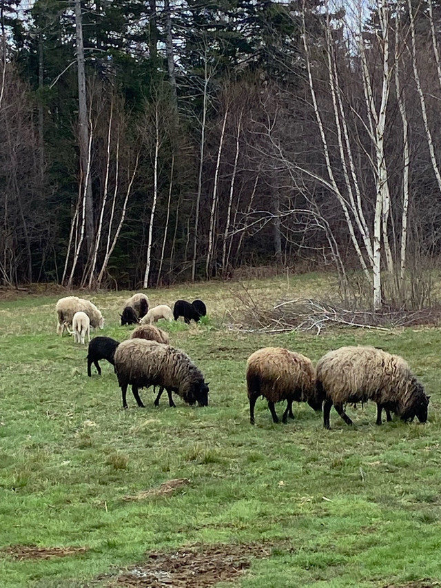 Shetland ewes and ewe lambs in Livestock in Bridgewater - Image 4