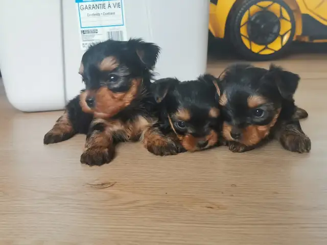 Yorkshire terrier puppies in Dogs & Puppies for Rehoming in City of Toronto - Image 8