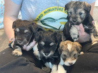 Miniature Schnauzer Puppies For Sale