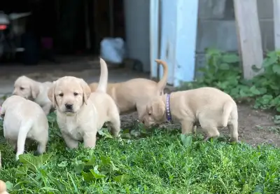 Yellow Labrador Retriever Puppies , View more