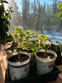 Tomato plants for sale 