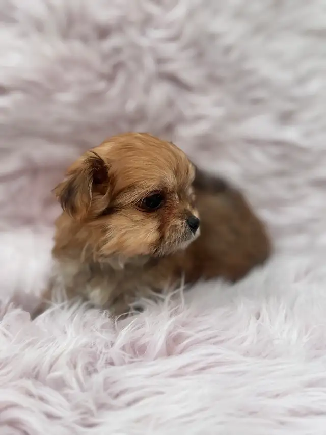 Morkie Korean bloodline in Dogs & Puppies for Rehoming in Oshawa / Durham Region - Image 10