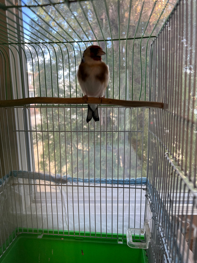 Female Goldfinch for sale  in Birds for Rehoming in La Ronge