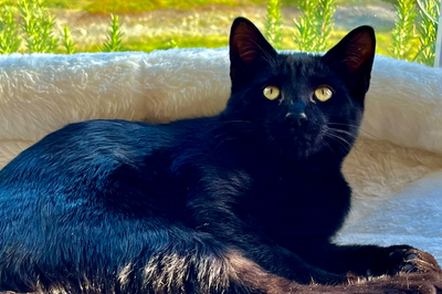 Mewtwo - Pokemon kitten needs a  home. Neutered, vax, chip, View more