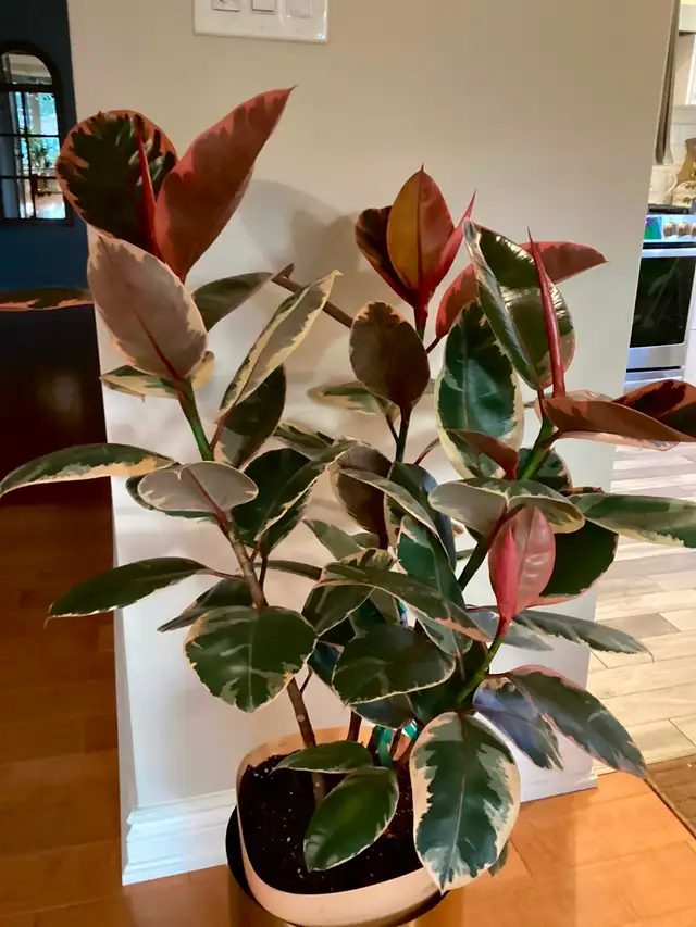 House Plants595974660010158083