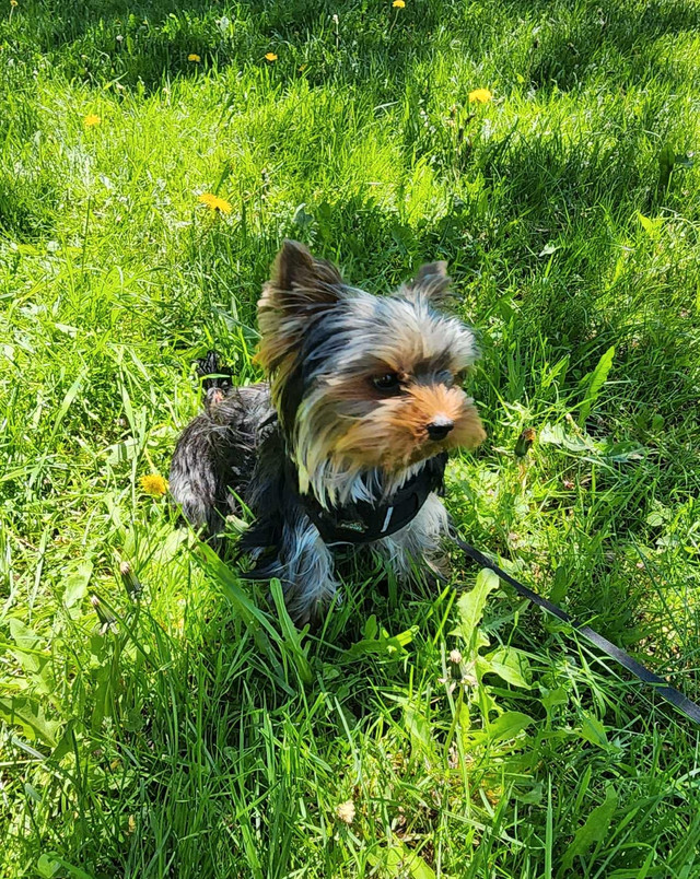 Purebred Yorkshire Terrier, Yorkie Baby Face dans Chiens et chiots à adopter  à Ville de Montréal - Image 2