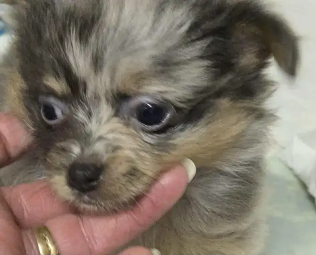 POMERANIAN PUPS ...READ FULL AD. TEX ONLY in Dogs & Puppies for Rehoming in Strathcona County - Image 4