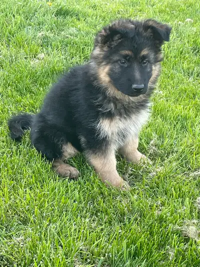 CKC registered German Shepherd Pups. Ready to go!, View more