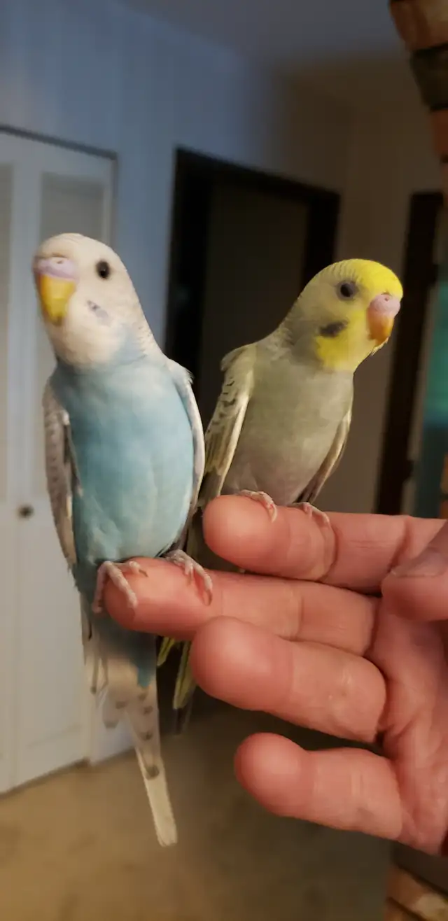 Hand tamed baby budgies. 2 available. in Birds for Rehoming in Tricities/Pitt/Maple - Image 2