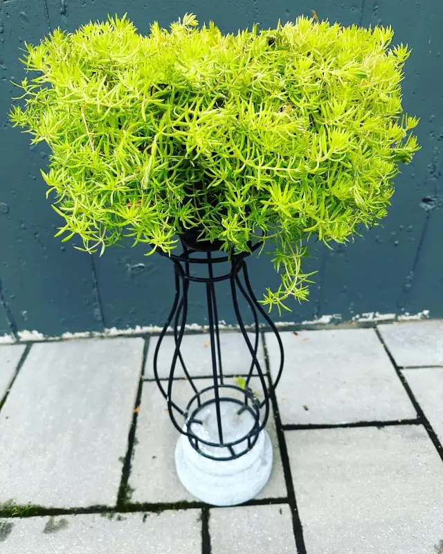 PLANT SUPPORT  WROUGHT IRON & CONCRETE  INDUSTRIAL PLANT HOLDER62863733581059122