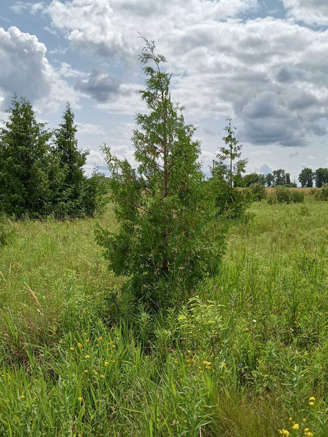 Cedar, Spruce and Pine trees for Sale. in Plants, Fertilizer & Soil in Oakville / Halton Region