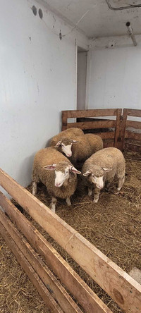 Lambs wanted
