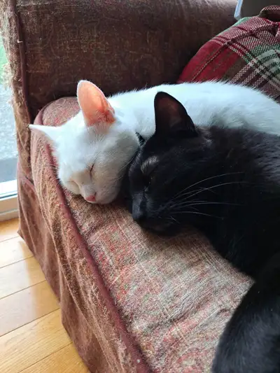 Pet and farm sitting available for all types of creatures!, View more