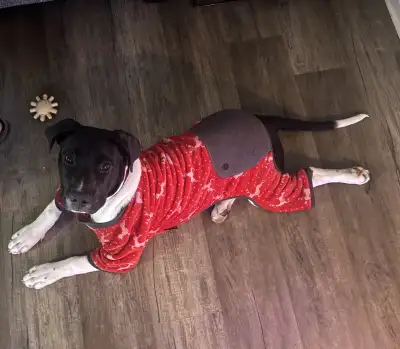 Female puppy, View more