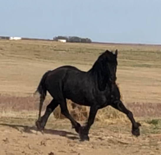 Friesian Stallion available for stud service in Horses & Ponies for Rehoming in Saskatoon - Image 4