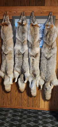 Tanned Furs and Pelts For Sale