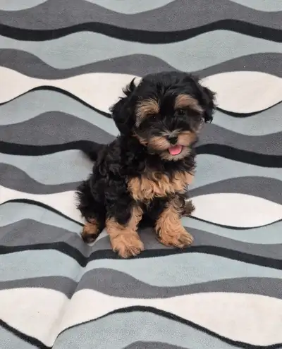 Adorable Shih-Poo Puppies, View more