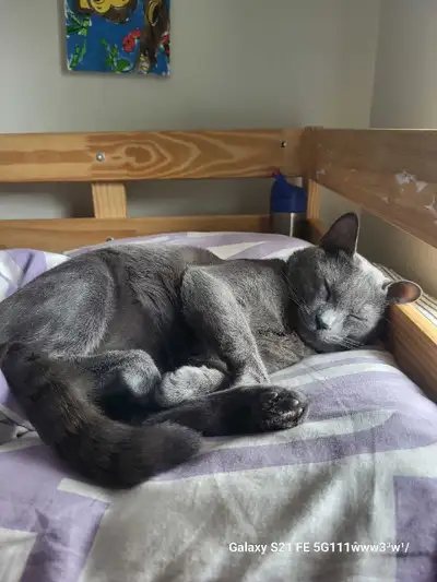 blue russian  male looking for new home, View more