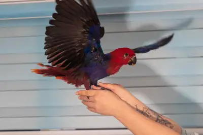 Beatiful Eclectus parrot, female. 6 month old, View more