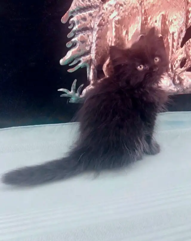 Purebred Maine Coon Snugglebug for Sale