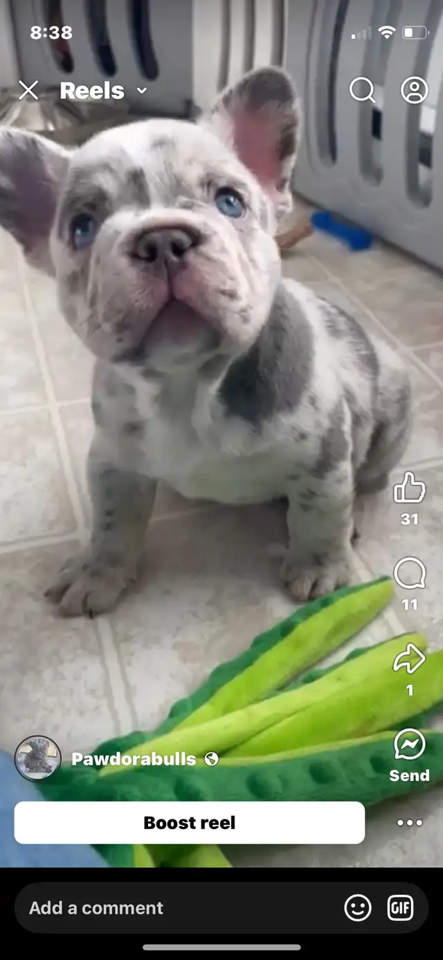 Pawdorabulls French Bulldogs - coming July 6 and July 9!!!! in Dogs & Puppies for Rehoming in Ottawa - Image 3