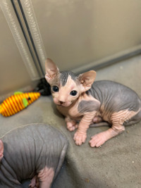 Bébé SPHYNX femelle