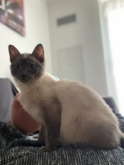 4 months old siamese , View more