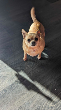 Older Chihuahua