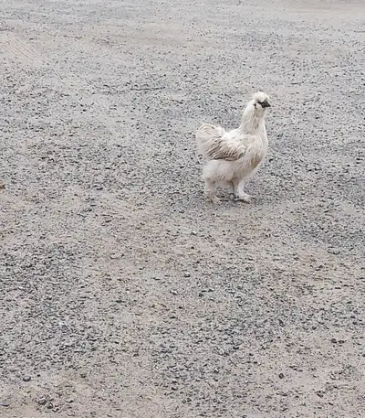 1 WHITE SILKIE, View more
