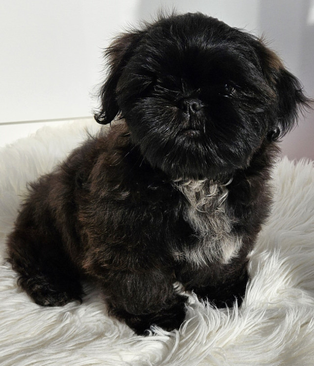 ShihTzu puppies to be rehomed in Dogs & Puppies for Rehoming in New Glasgow - Image 4