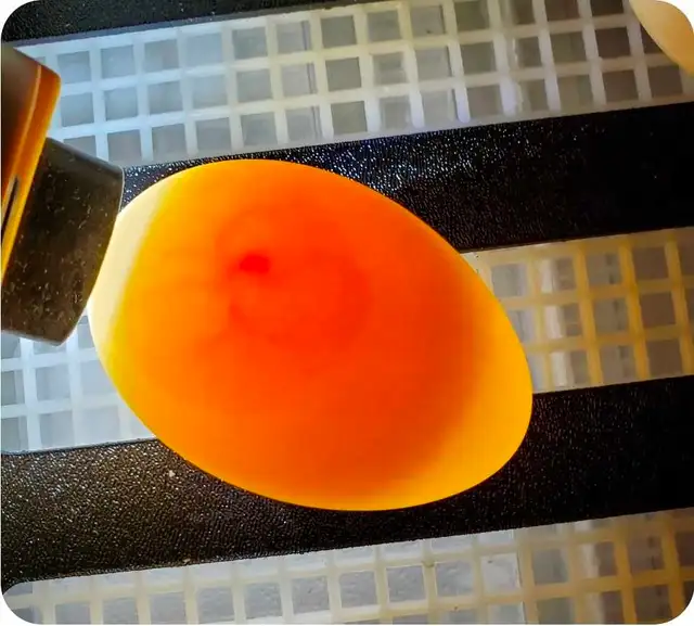 Cayuga Duck Hatching Eggs  in Livestock in Moncton - Image 5