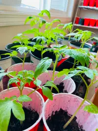 Popular tomato seedlings $2
