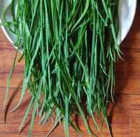 organic chives（Chinese style）plant