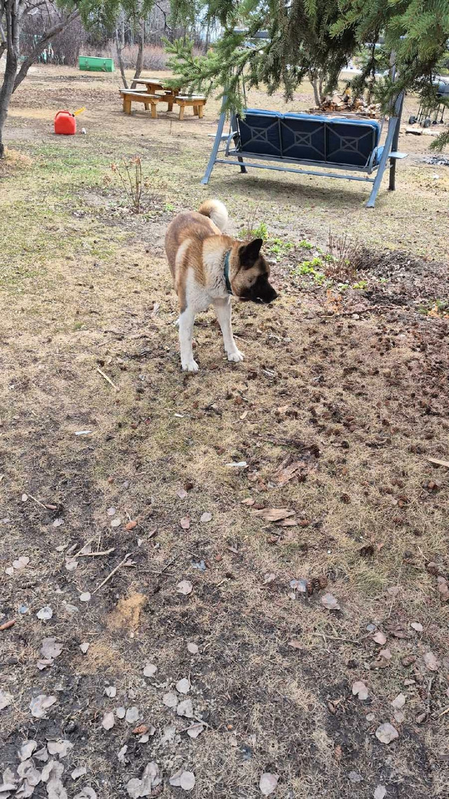 American Akita in Other in Fort St. John - Image 3