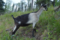 Diary goat, promissing milker still for sale!Free deliveryOct,5