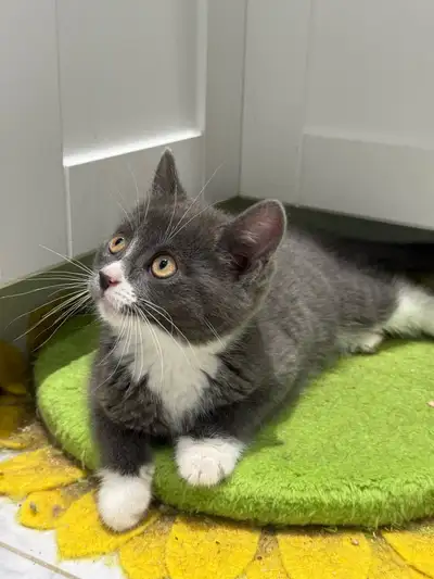 Kitten for Rehoming, View more