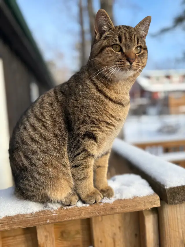 Bonded pair barn cats - Harry and Lloyd