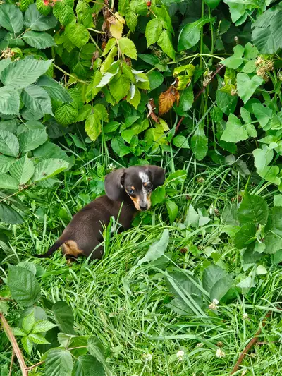 Mini Dachshund Puppies, View more