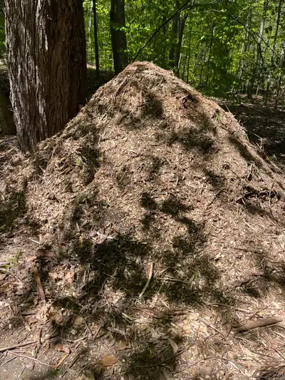 Free Wood Chips, View more