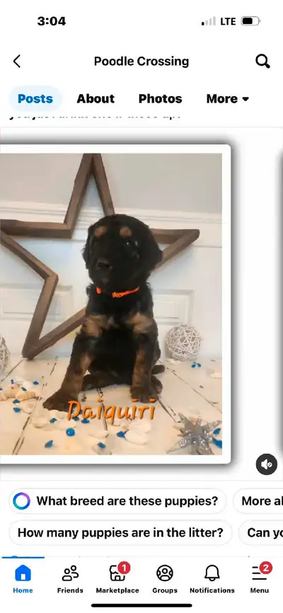 STUNNING CKC REGISTERED STANDARD POODLE PUPS, View more