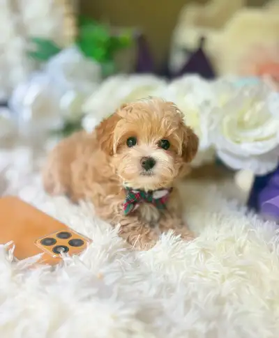 Please read carefully, price is different We have top quality Teddy Bear face maltipoo/poodle. They...